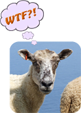 Sheep thinking >‘WTF?!’
